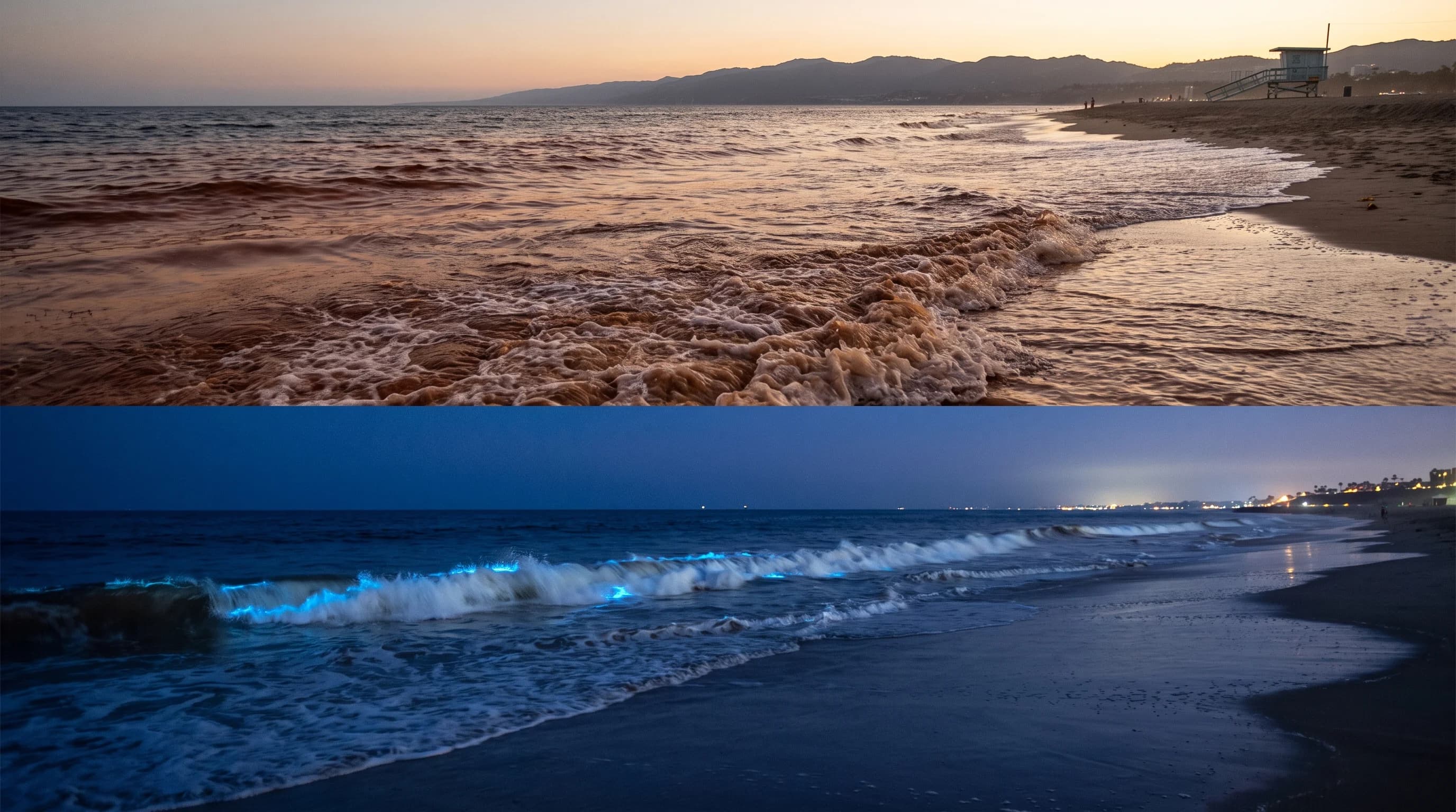 SoCal Red Tide: Red by Day, Glowing Blue at Night