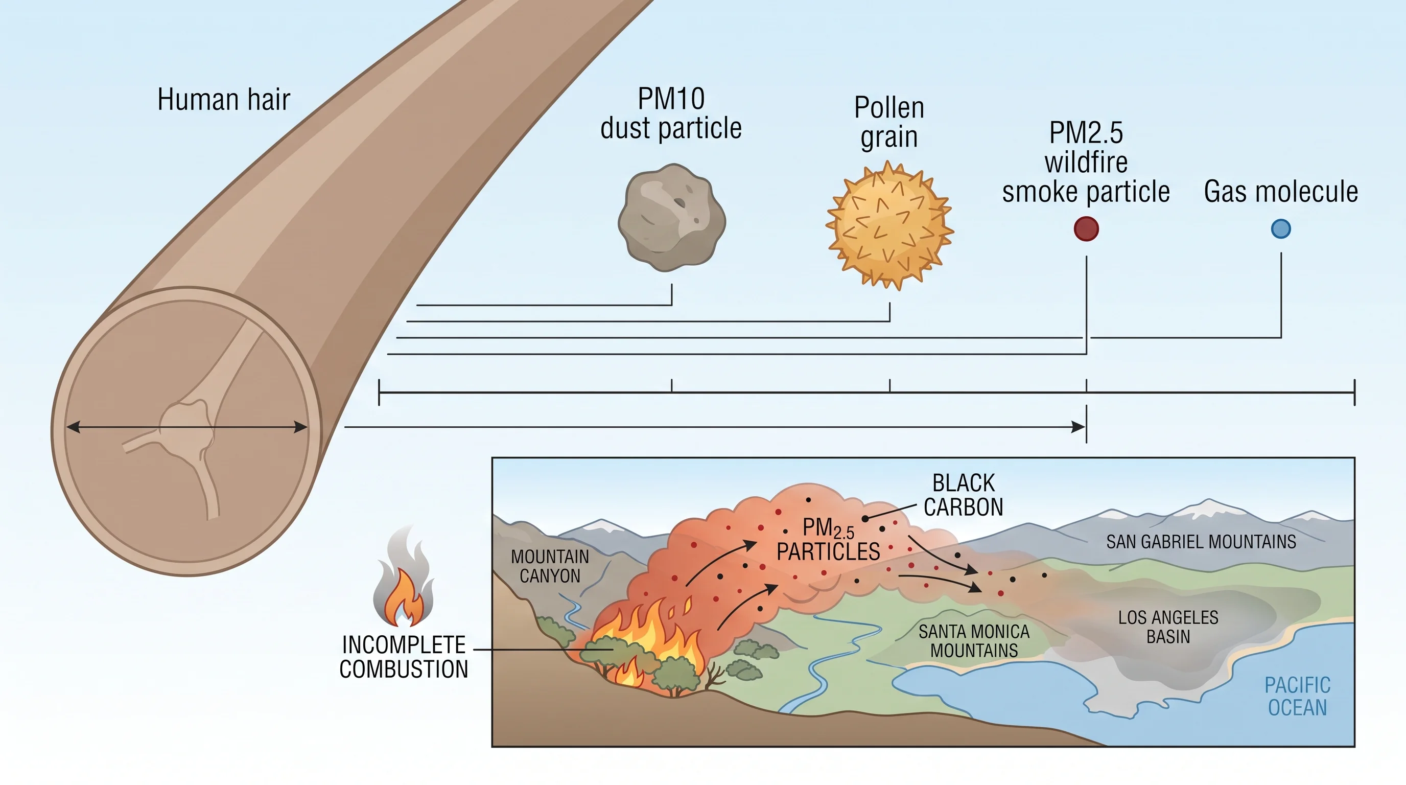 Scale comparison graphic showing a human hair at roughly 70 micrometers wide next to a PM10 dust particle, a PM2.5 wildfire smoke particle, pollen, and a gas molecule, with an inset showing incomplete combustion in a wildfire releasing black carbon and organic particles into a smoke plume