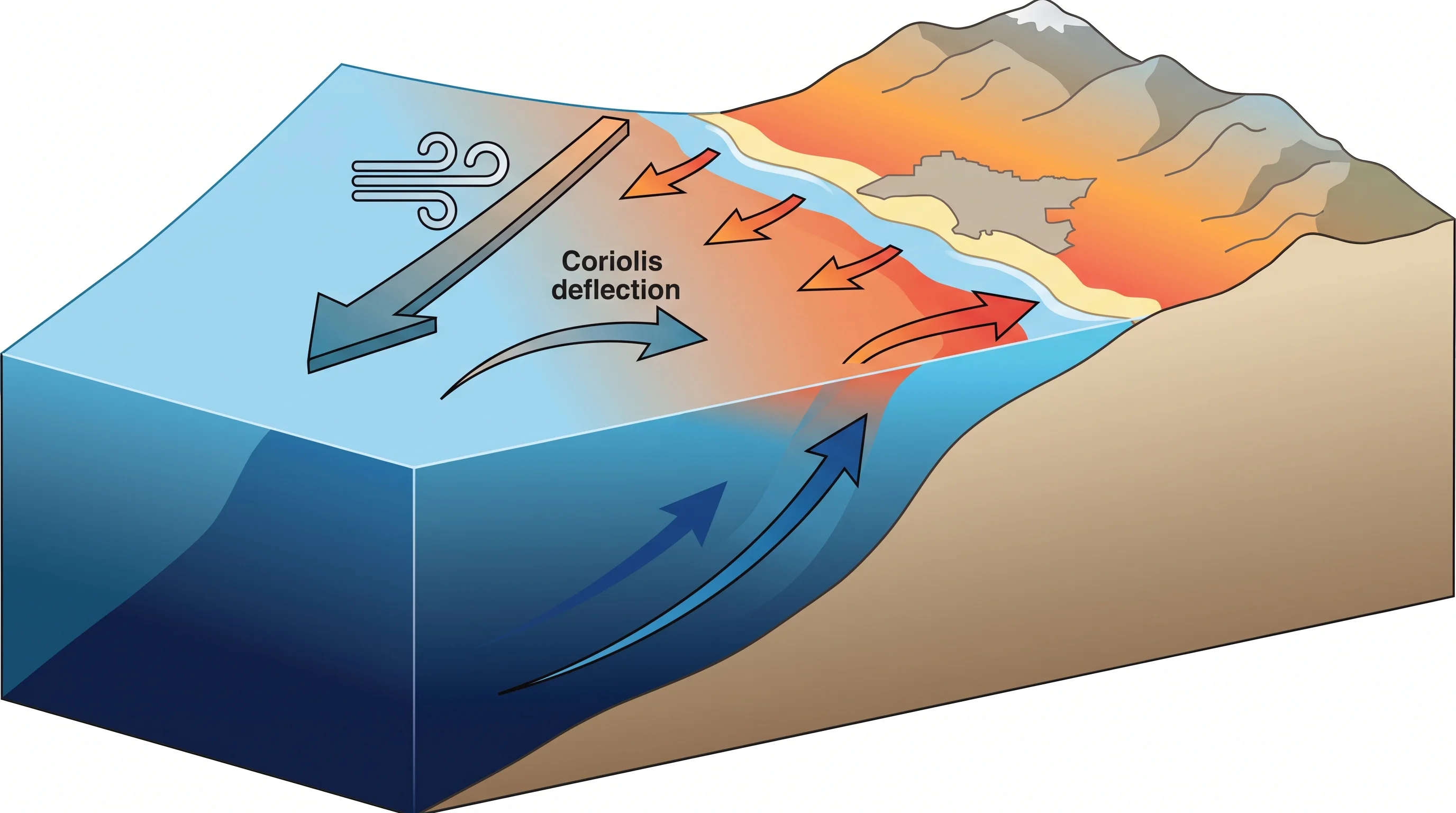 An Ekman-transport cross-section showing alongshore wind, Coriolis deflection, offshore surface flow, rising cold nutrient-rich water, and coastal temperature change